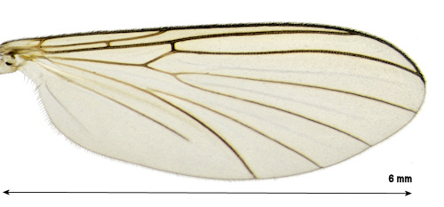 Boletina landrocki wing