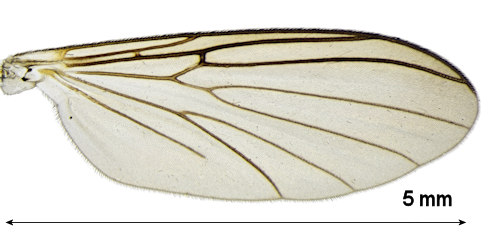 Boletina lundbecki wing