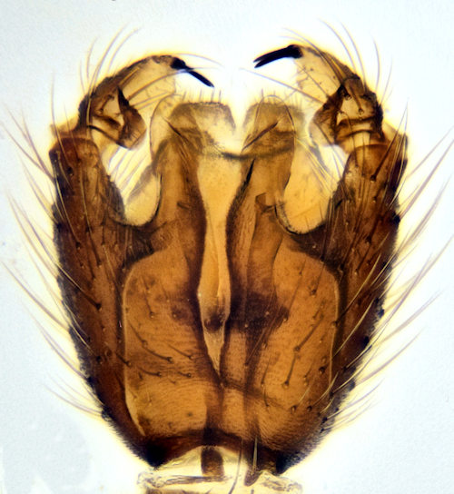 Boletina nigricans ventral