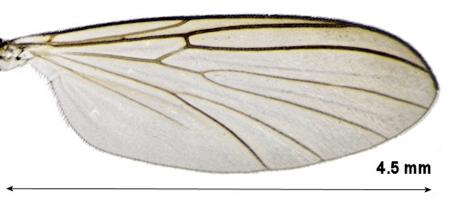 Boletina nigricans wing