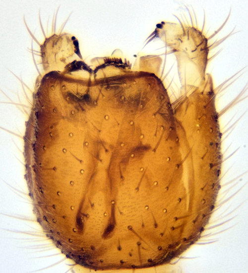 Boletina nitiduloides dorsal