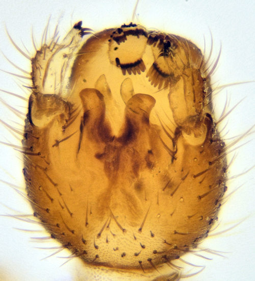 Boletina nitiduloides ventral