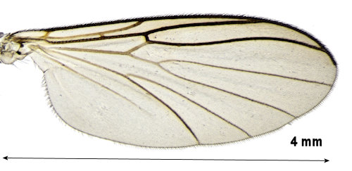 Boletina nitiduloides wing