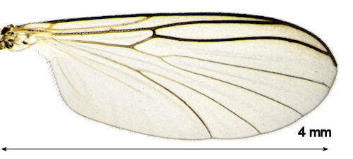 Boletina onegensis wing