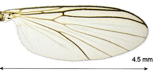 Boletina pectinunguis wing
