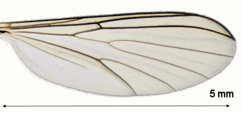 Boletina trivittata wing