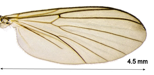 Boletina villosa wing