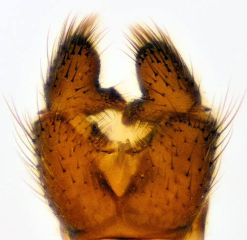Bolitophila aperta dorsalis