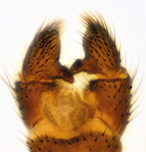 Bolitophila aperta ventral