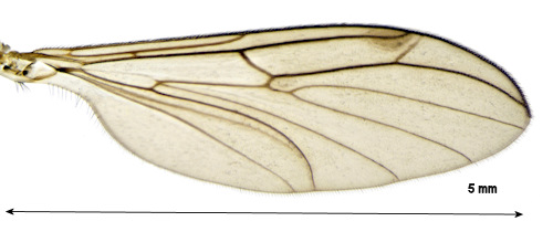 Bolitophila aperta wing