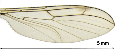 Bolitophila austriaca wing