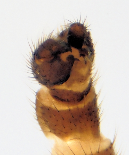 Bolitophila cinerea caudal