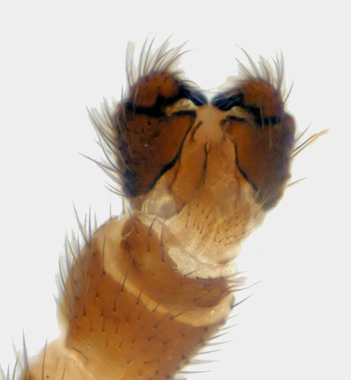 Bolitophila cinerea dorsalis