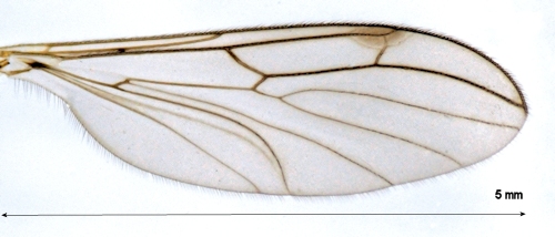 Bolitophila cinerea wing