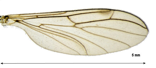 Bolitophila hybrida wing