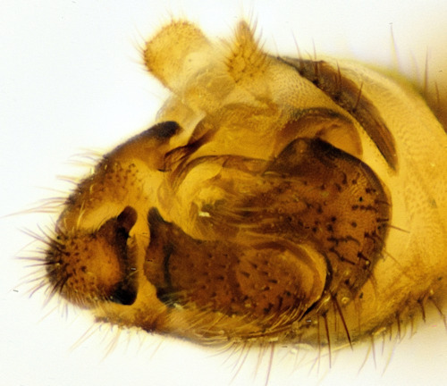 Bolitophila maculipennis caudal