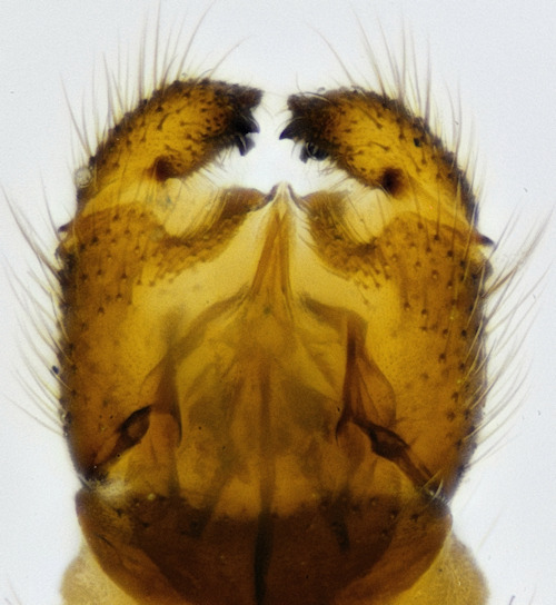 Bolitophila maculipennis dorsalis