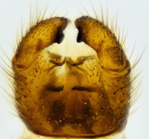 Bolitophila maculipennis ventral