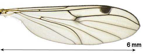 Bolitophila maculipennis wing