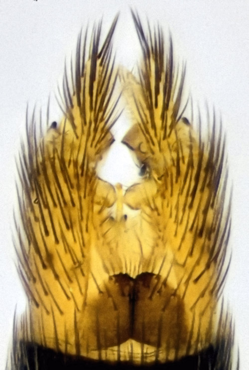 Brevicornu arcticoides dorsal