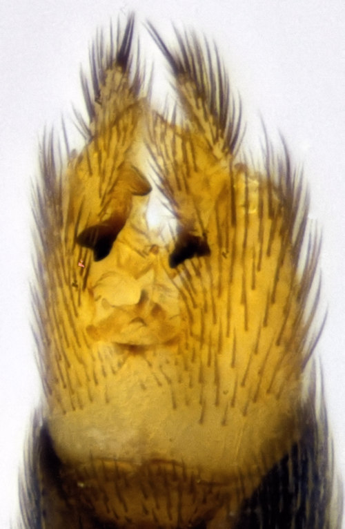 Brevicornu arcticoides ventral