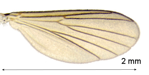 Brevicornu arcticoides wing