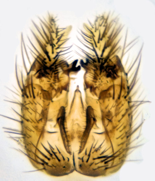 Brevicornu fennicum dorsal