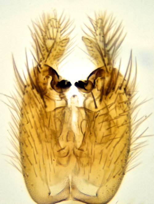 Brevicornu fennicum ventral