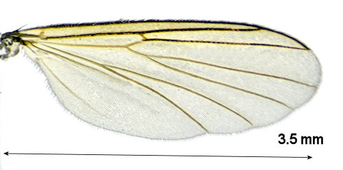 Brevicornu fennicum wing