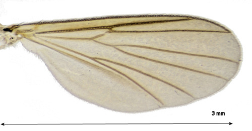 Brevicornu glandis wing