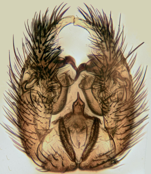 Brevicornu improvisum dorsal