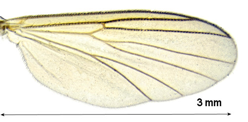 Brevicornu improvisum wing