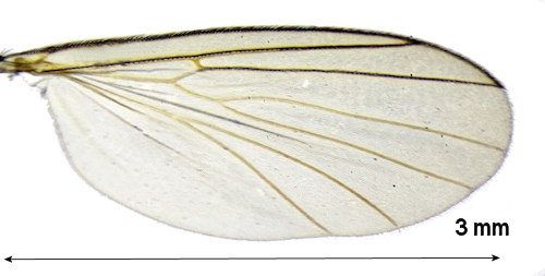 Brevicornu sericoma wing
