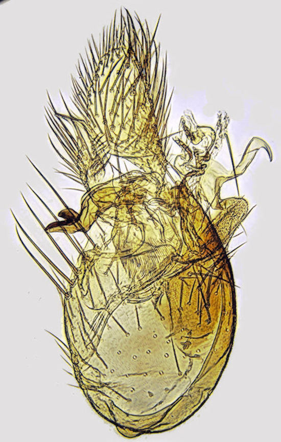 Brevicornu setulosum gonostylus