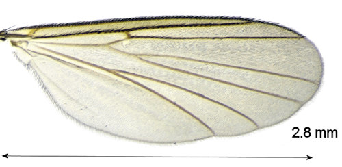 Brevicornu setulosum wing