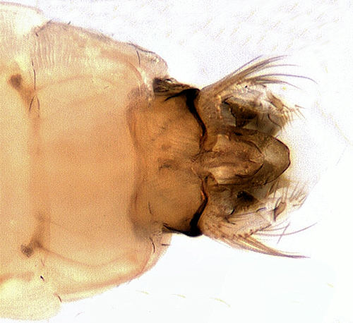 Ceraclea annulicornis male ventral