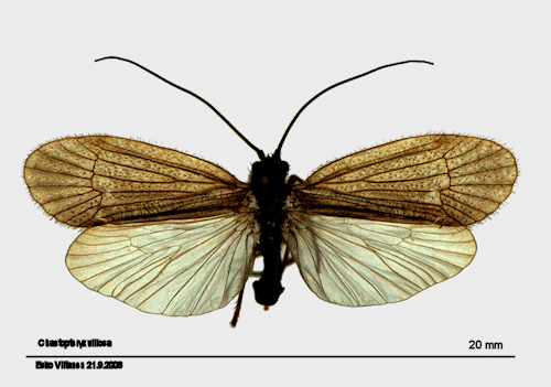Chaetopteryx villosa