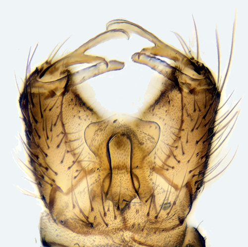 Cheilotrichia areolata dorsal
