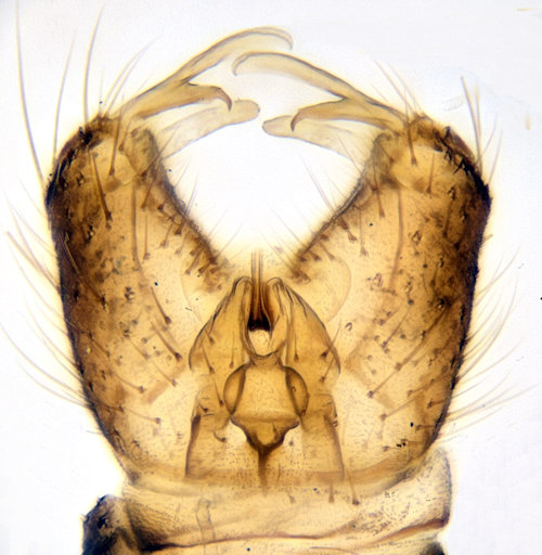 Cheilotrichia areolata ventral