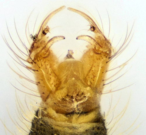 Cheilotrichia cinerascens ventral