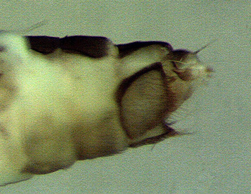 Cheumatopsyche lepida female lateral