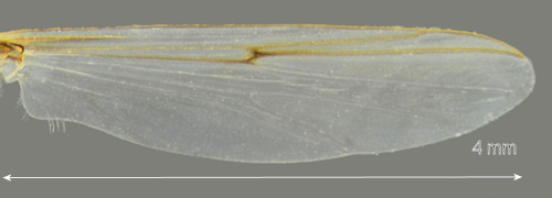Chironomus anthracinus wing