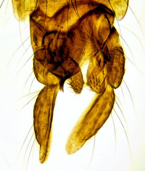 Chironomus cingulatus dorsal