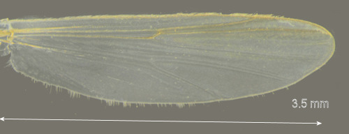 Chironomus cingulatus siipi