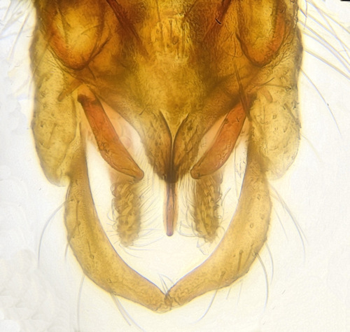 Chironomus plumosus dorsal