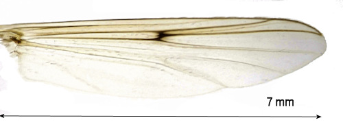 Chironomus plumosus siipi