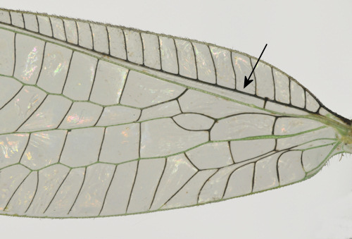 Chrysopa dorsalis wing