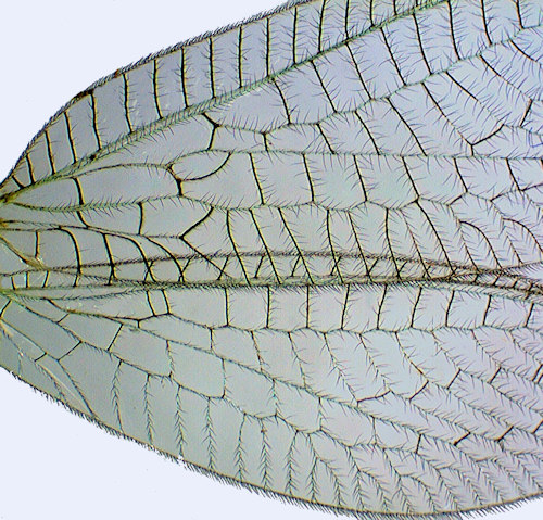 Chrysopa perla wing