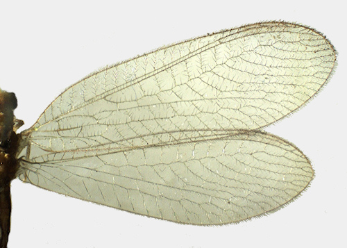 Chrysoperla carnea wing