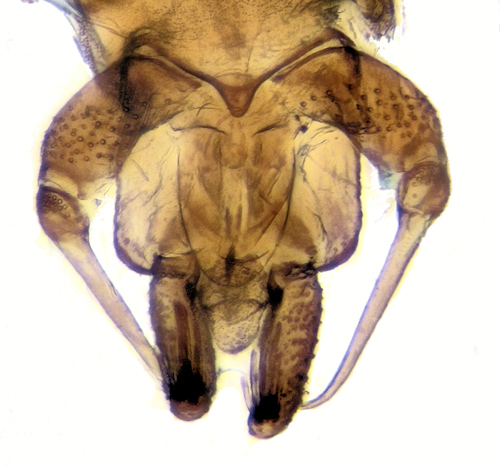 Clytocerus ocellaris dorsal